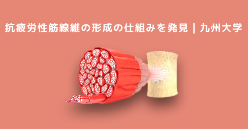 疲労しにくい筋肉（抗疲労性筋線維）の形成の仕組みを発見｜九州大学