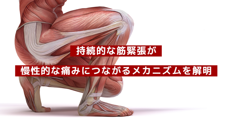 筋肉痛 持続的な筋緊張が慢性的な痛みにつながるメカニズムを解明｜名古屋大