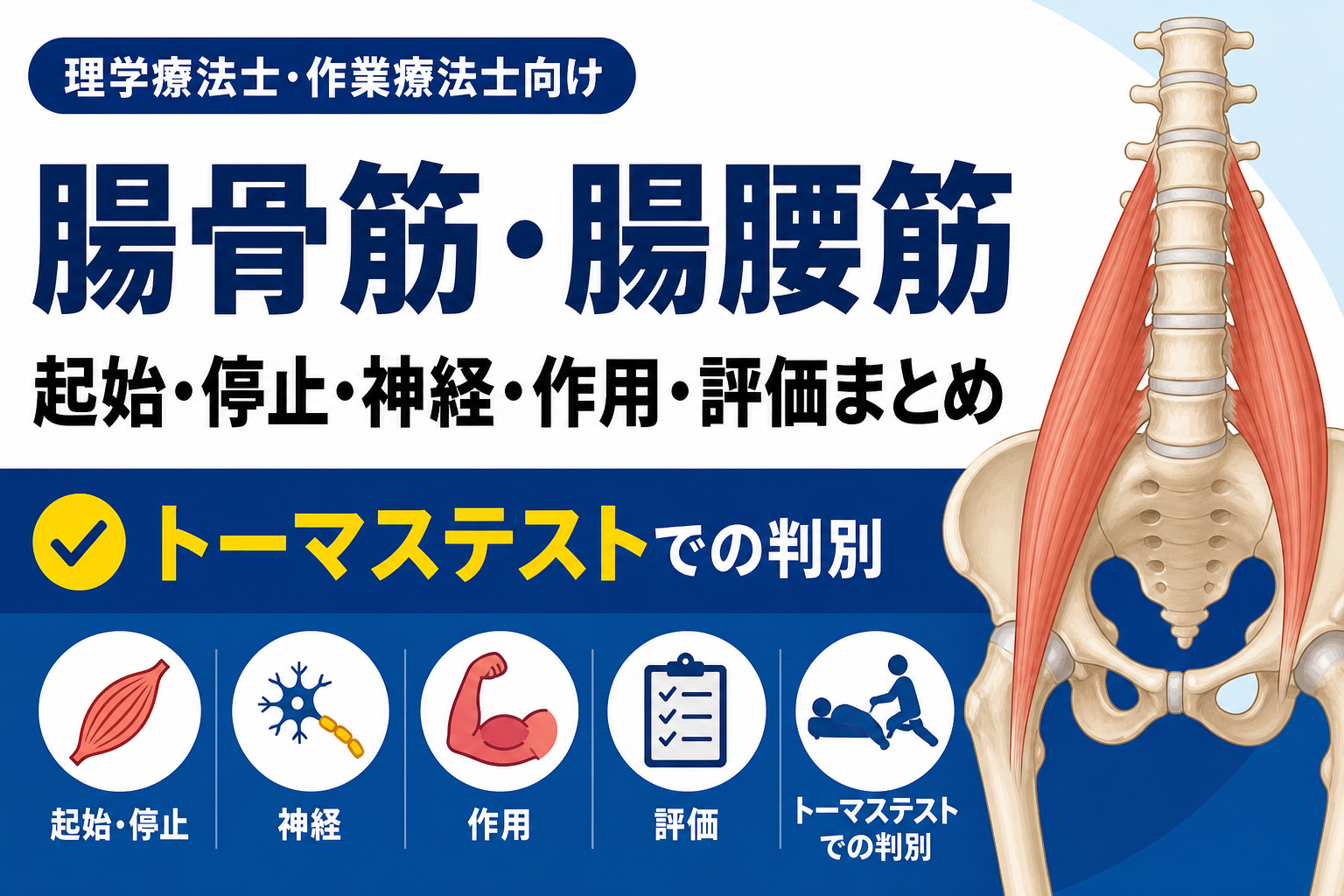 腸骨筋・腸腰筋の起始停止・神経・作用・評価まとめ｜トーマステストでの判別