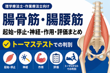 腸骨筋・腸腰筋の起始停止・神経・作用・評価まとめ｜トーマステストでの判別