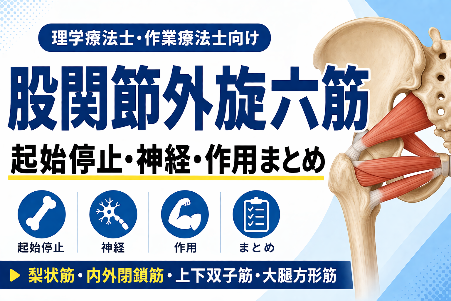 股関節外旋六筋の起始停止・神経・作用まとめ｜梨状筋・内外閉鎖筋・上下双子筋・大腿方形筋