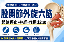 股関節外旋六筋の起始停止・神経・作用まとめ｜梨状筋・内外閉鎖筋・上下双子筋・大腿方形筋