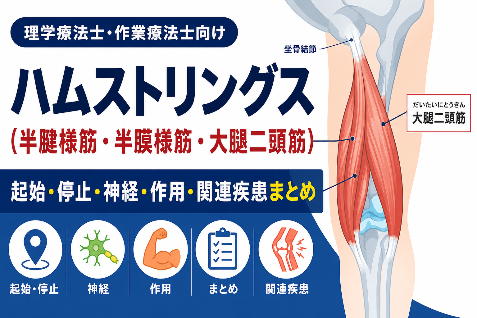 ハムストリングス（半腱様筋・半膜様筋・大腿二頭筋）の起始停止・神経・作用・関連疾患まとめ