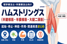 ハムストリングス（半腱様筋・半膜様筋・大腿二頭筋）の起始停止・神経・作用・関連疾患まとめ