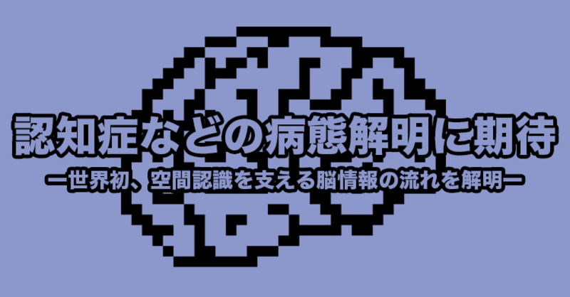 大阪市立大学】認知症などの病態解明に期待ー世界初、空間認識を支