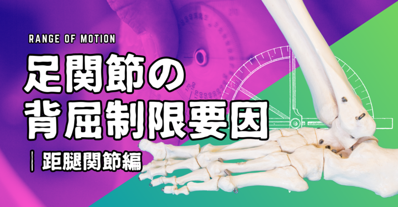 SOMSO ソムソ　足　足部　足関節　模型　理学療法士　PT 足関節模型 足部模型 骨格標本 ソムソ SOMSO 足部 足関節 骨格